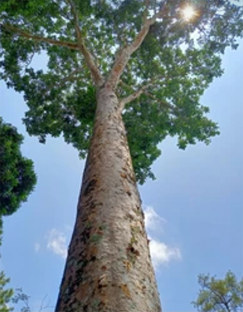 arbre méranti